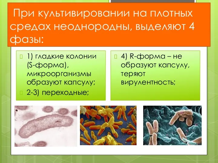 При культивировании на плотных средах неоднородны, выделяют 4 фазы: 1)