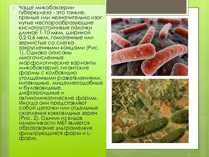 Чаще микобактерии туберкулеза - это тонкие, прямые или незначительно изог­нутые