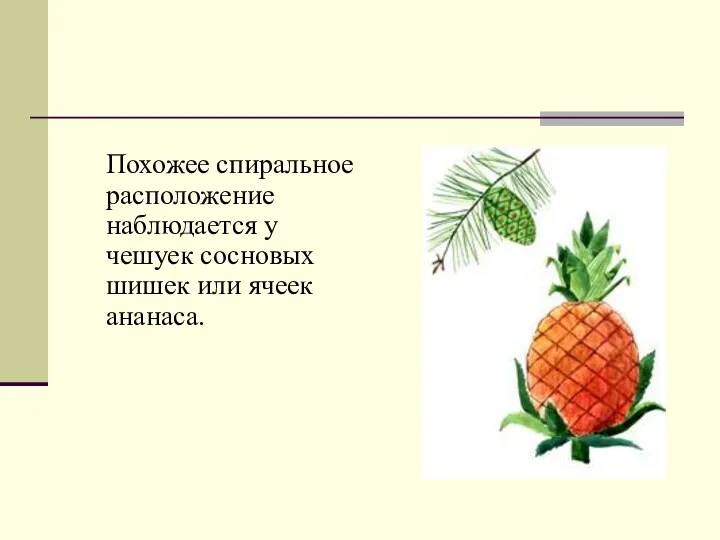 Похожее спиральное расположение наблюдается у чешуек сосновых шишек или ячеек ананаса.