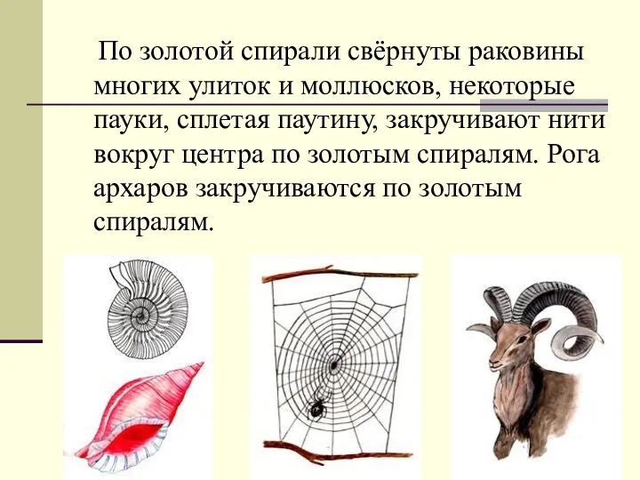 По золотой спирали свёрнуты раковины многих улиток и моллюсков, некоторые