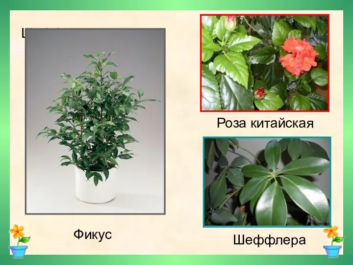 Шеффлера Шеффлера Фикус Роза китайская