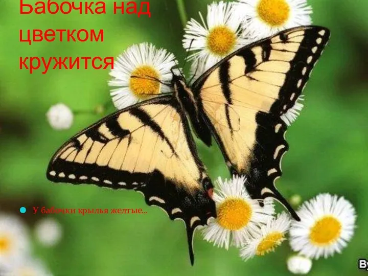 Бабочка над цветком кружится У бабочки крылья желтые…