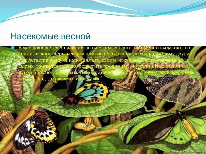 Насекомые весной В мае появляется большинство насекомых.Одни оживлённо вылазиют из