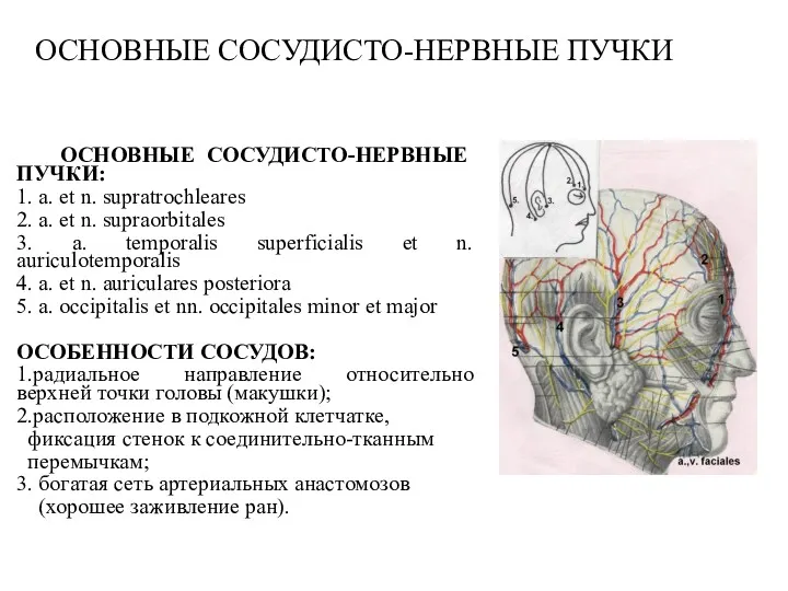 ОСНОВНЫЕ СОСУДИСТО-НЕРВНЫЕ ПУЧКИ ОСНОВНЫЕ СОСУДИСТО-НЕРВНЫЕ ПУЧКИ: 1. a. et n.