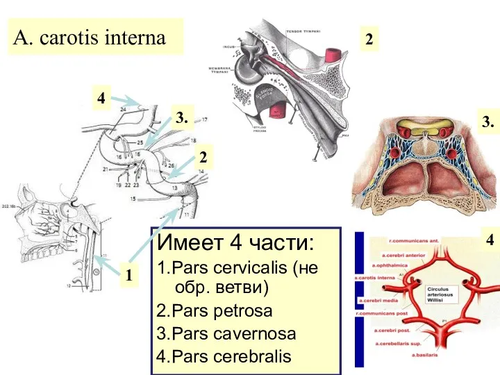 A. carotis interna Имеет 4 части: 1.Pars cervicalis (не обр.