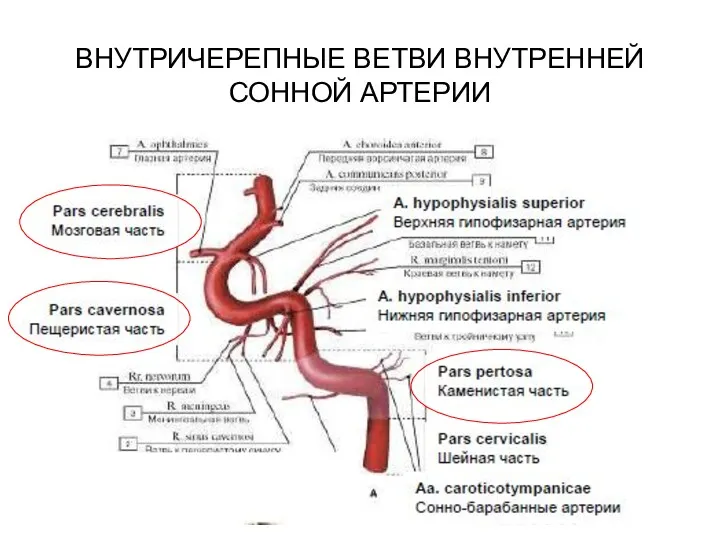 ВНУТРИЧЕРЕПНЫЕ ВЕТВИ ВНУТРЕННЕЙ СОННОЙ АРТЕРИИ