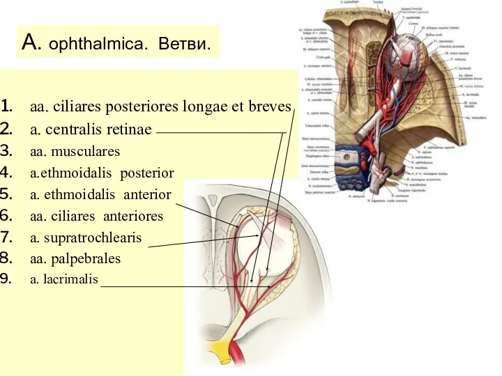 A. ophthalmica. Ветви. aa. ciliares posteriores longae et breves a.