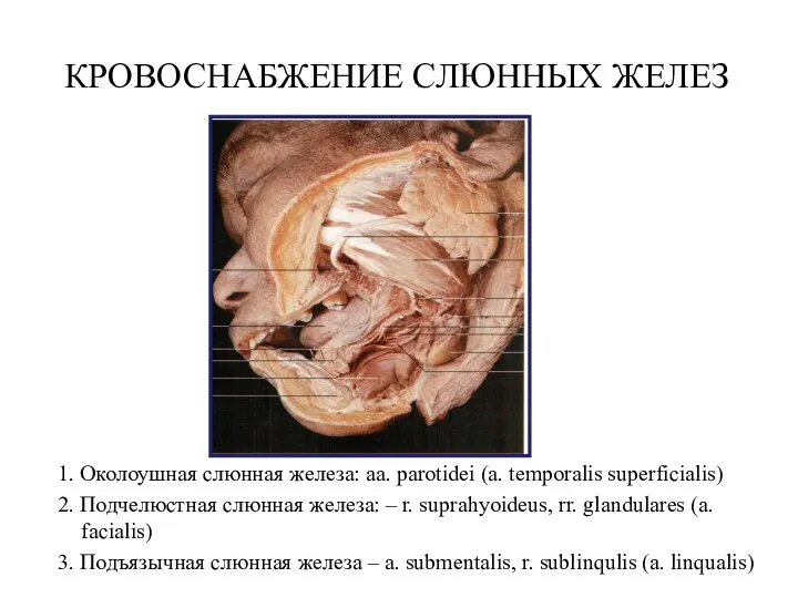 КРОВОСНАБЖЕНИЕ СЛЮННЫХ ЖЕЛЕЗ 1. Околоушная слюнная железа: aa. parotidei (a.