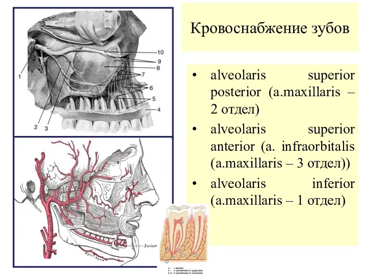 Кровоснабжение зубов alveolaris superior posterior (a.maxillaris – 2 отдел) alveolaris