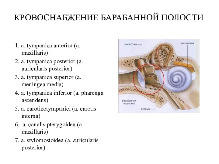 КРОВОСНАБЖЕНИЕ БАРАБАННОЙ ПОЛОСТИ 1. a. tympanica anterior (a. maxillaris) 2.