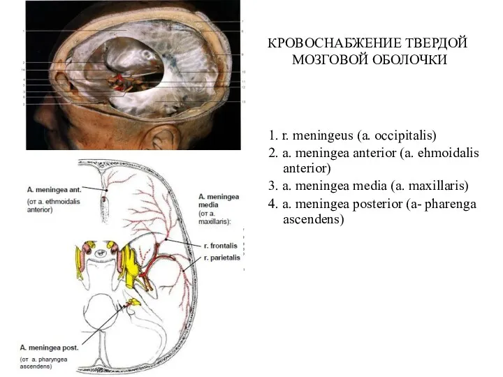 КРОВОСНАБЖЕНИЕ ТВЕРДОЙ МОЗГОВОЙ ОБОЛОЧКИ 1. r. meningeus (a. occipitalis) 2.