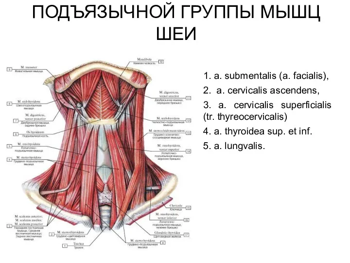 КРОВОСНАБЖЕНИЕ НАД- И ПОДЪЯЗЫЧНОЙ ГРУППЫ МЫШЦ ШЕИ 1. a. submentalis