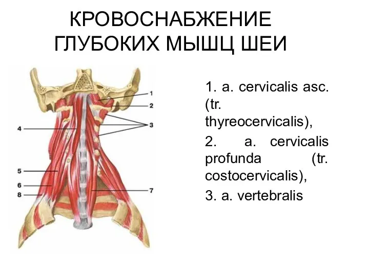 КРОВОСНАБЖЕНИЕ ГЛУБОКИХ МЫШЦ ШЕИ 1. a. cervicalis asc. (tr. thyreocervicalis),