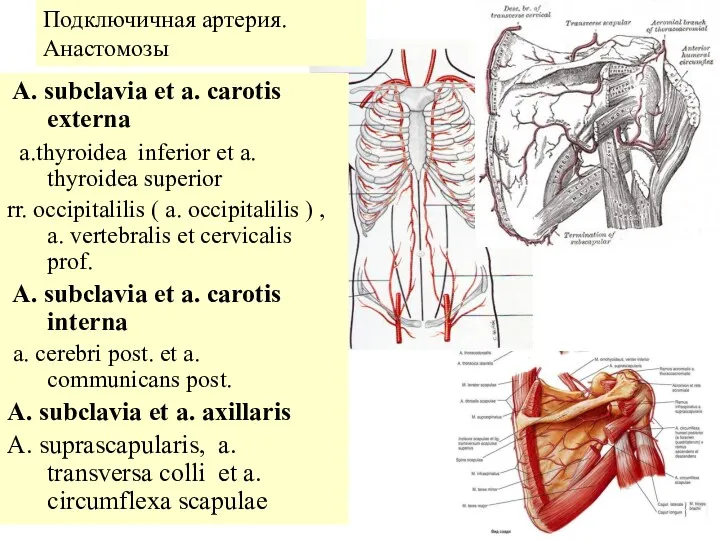 Подключичная артерия. Анастомозы A. subclavia et a. carotis externa a.thyroidea