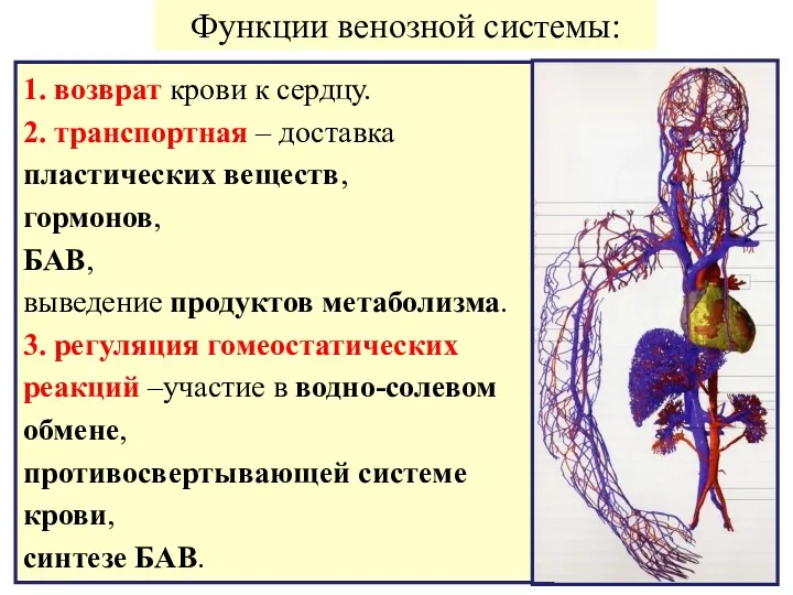 1. возврат крови к сердцу. 2. транспортная – доставка пластических