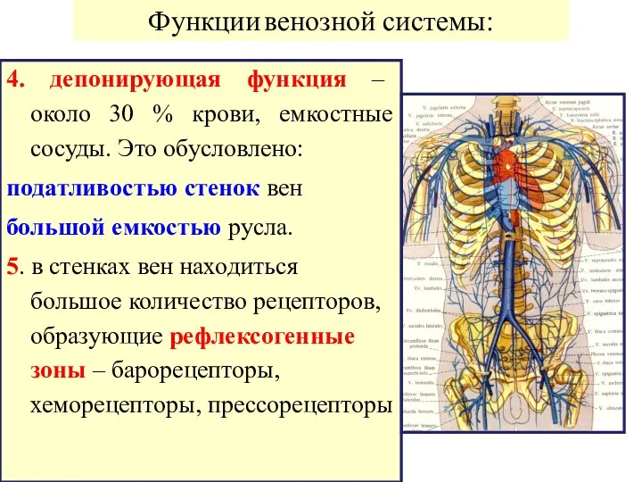 4. депонирующая функция – около 30 % крови, емкостные сосуды.