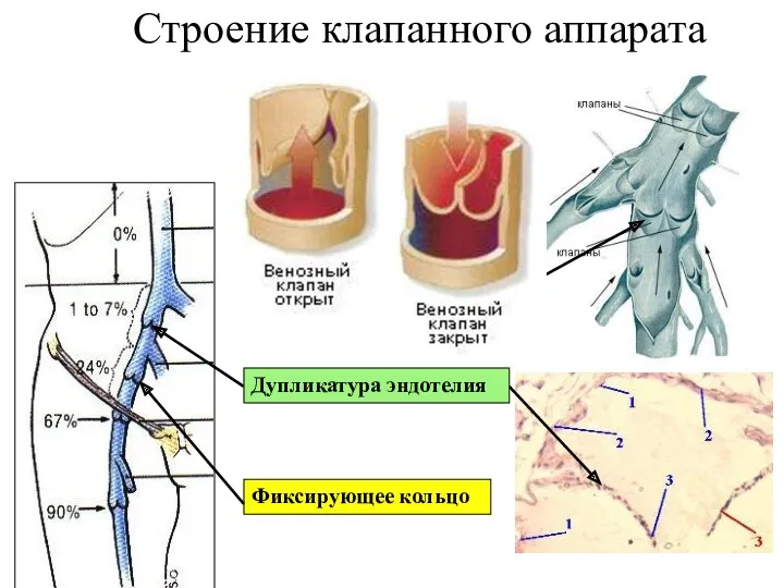 Строение клапанного аппарата Фиксирующее кольцо Дупликатура эндотелия