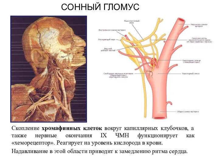 СОННЫЙ ГЛОМУС Скопление хромафинных клеток вокруг капиллярных клубочков, а также