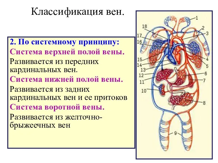 Классификация вен. 2. По системному принципу: Система верхней полой вены.