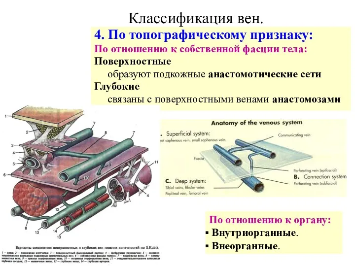 Классификация вен. 4. По топографическому признаку: По отношению к собственной