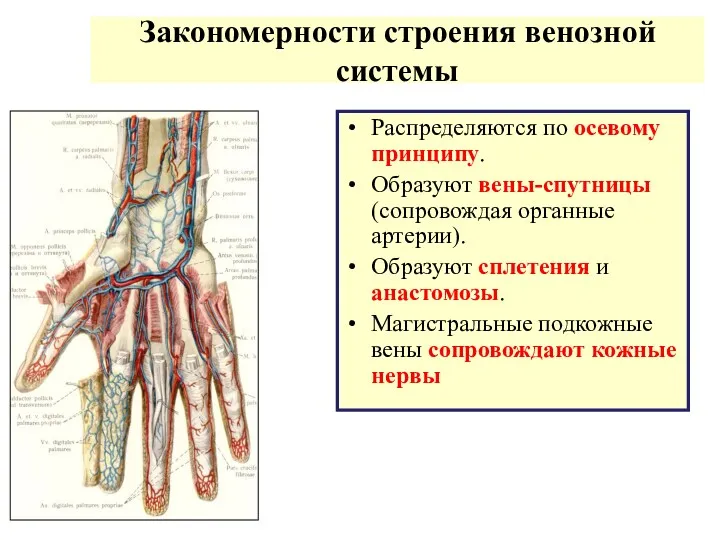 Закономерности строения венозной системы Распределяются по осевому принципу. Образуют вены-спутницы