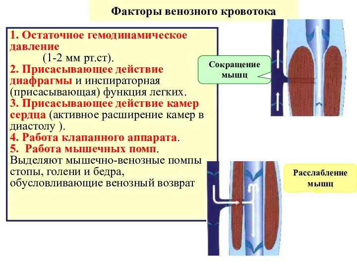 Факторы венозного кровотока 1. Остаточное гемодинамическое давление (1-2 мм рт.ст).