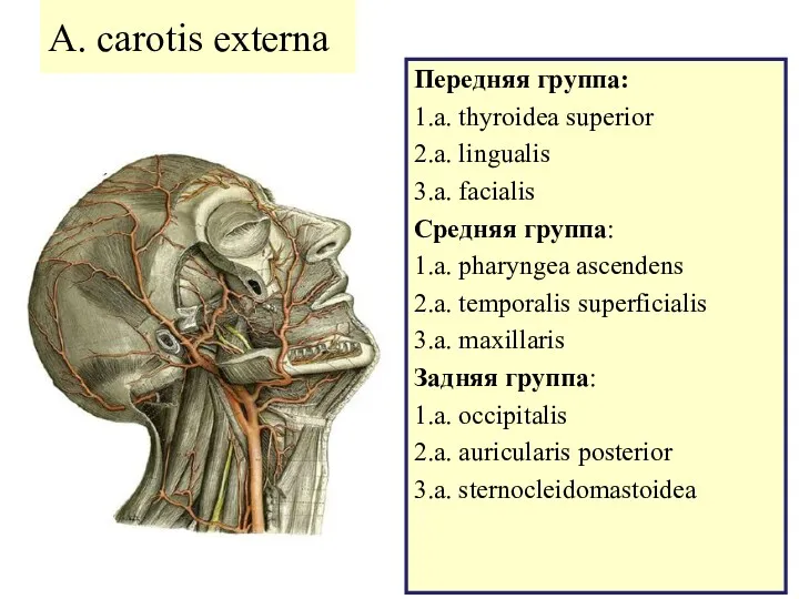 A. carotis externa Передняя группа: 1.a. thyroidea superior 2.a. lingualis