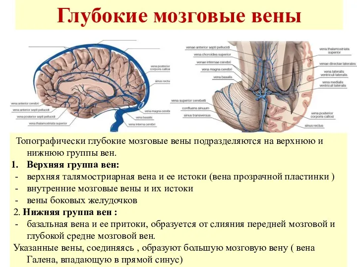 Глубокие мозговые вены Топографически глубокие мозговые вены подразделяются на верхнюю