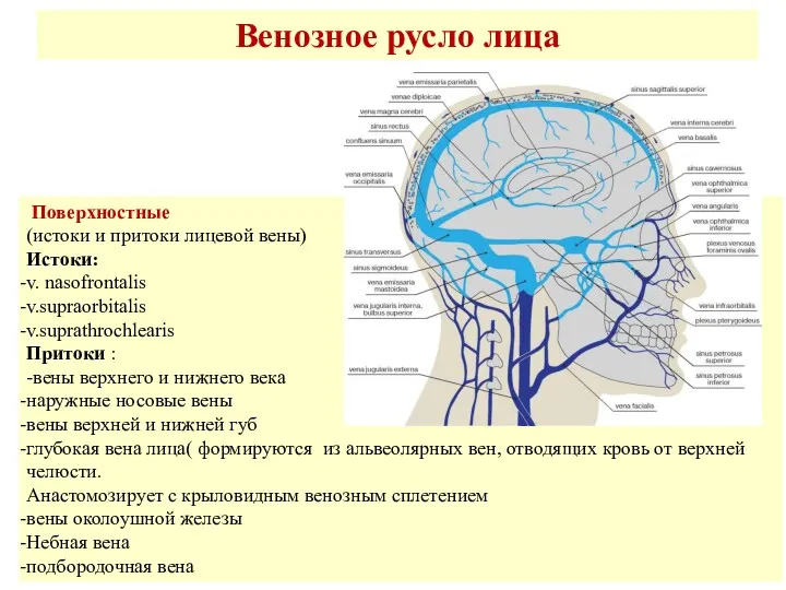 Венозное русло лица Поверхностные (истоки и притоки лицевой вены) Истоки: