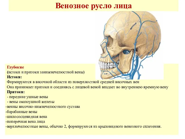 Венозное русло лица Глубокие (истоки и притоки занижнечелюстной вены) Истоки: