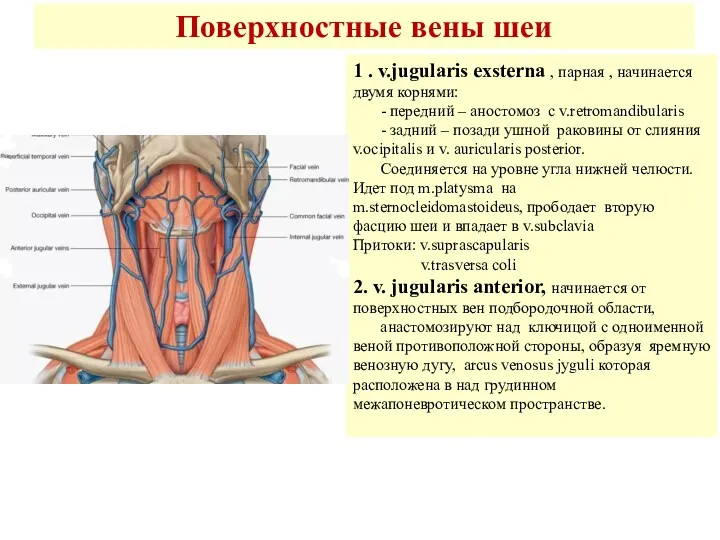 Поверхностные вены шеи 1 . v.jugularis exsterna , парная ,