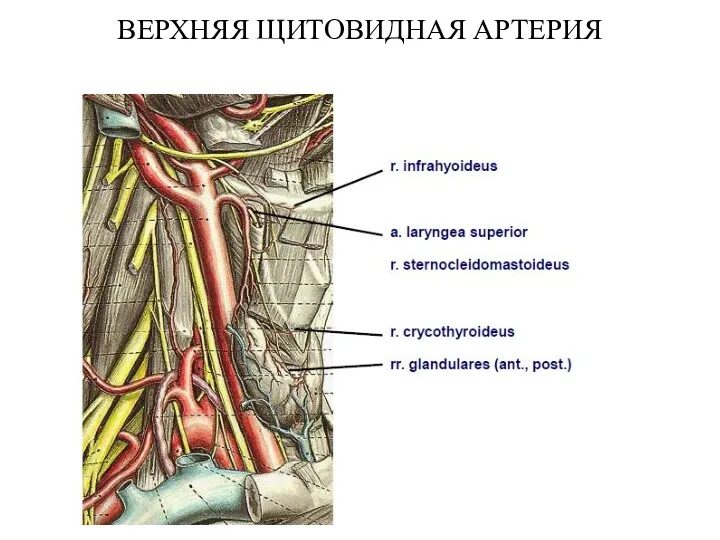 ВЕРХНЯЯ ЩИТОВИДНАЯ АРТЕРИЯ