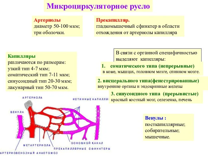 Артериолы диаметр 50-100 мкм; три оболочки. Микроциркуляторное русло Капилляры различаются