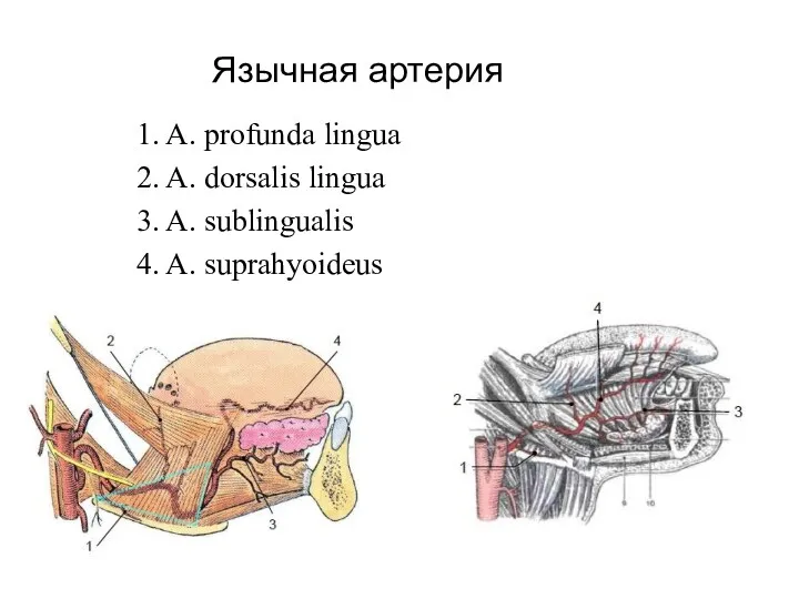 Язычная артерия 1. A. profunda lingua 2. A. dorsalis lingua 3. A. sublingualis 4. A. suprahyoideus