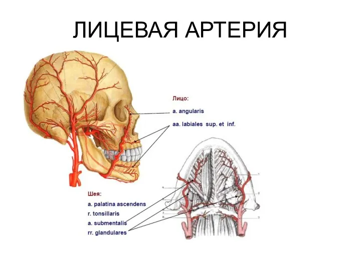 ЛИЦЕВАЯ АРТЕРИЯ