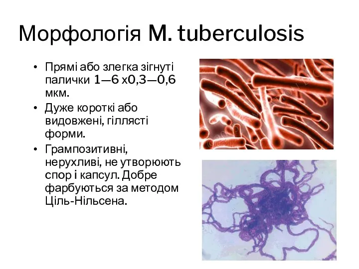 Морфологія M. tuberculosis Прямі або злегка зігнуті палички 1—6 х0,3—0,6
