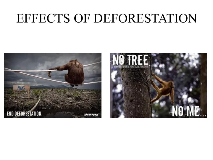 EFFECTS OF DEFORESTATION