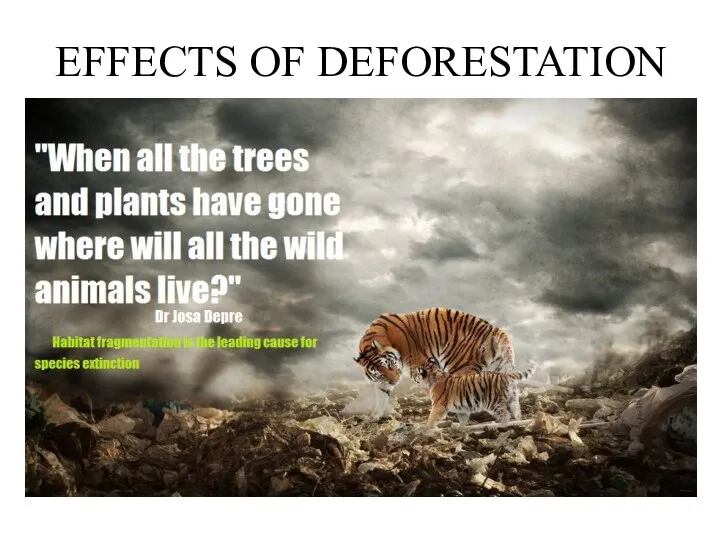 EFFECTS OF DEFORESTATION