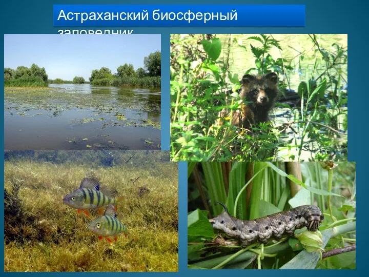 Астраханский биосферный заповедник