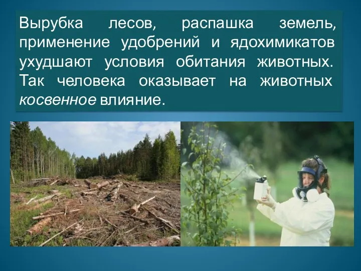 Вырубка лесов, распашка земель, применение удобрений и ядохимикатов ухудшают условия