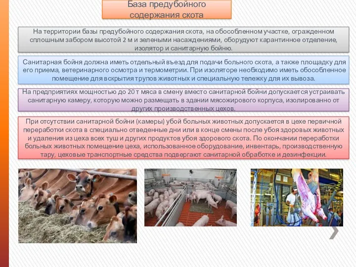 База предубойного содержания скота На территории базы предубойного содержания скота,