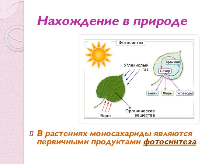 Нахождение в природе В растениях моносахариды являются первичными продуктами фотосинтеза