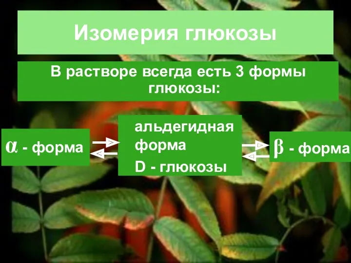 Изомерия глюкозы В растворе всегда есть 3 формы глюкозы: α