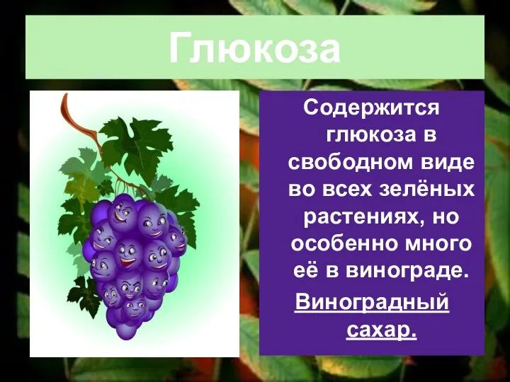 Глюкоза Содержится глюкоза в свободном виде во всех зелёных растениях,