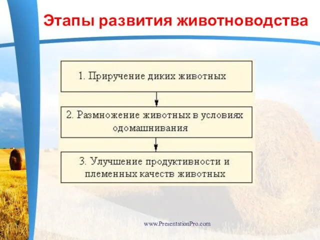 Этапы развития животноводства www.PresentationPro.com