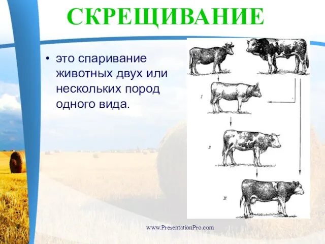 это спаривание животных двух или нескольких пород одного вида. www.PresentationPro.com СКРЕЩИВАНИЕ