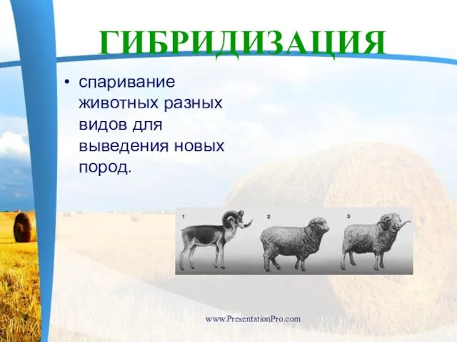 спаривание животных разных видов для выведения новых пород. www.PresentationPro.com ГИБРИДИЗАЦИЯ