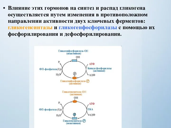 Влияние этих гормонов на синтез и распад гликогена осуществляется путем