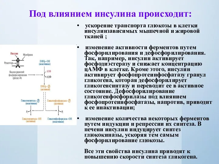 Под влиянием инсулина происходит: • ускорение транспорта глюкозы в клетки