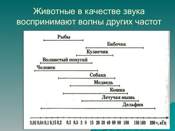 Животные в качестве звука воспринимают волны других частот